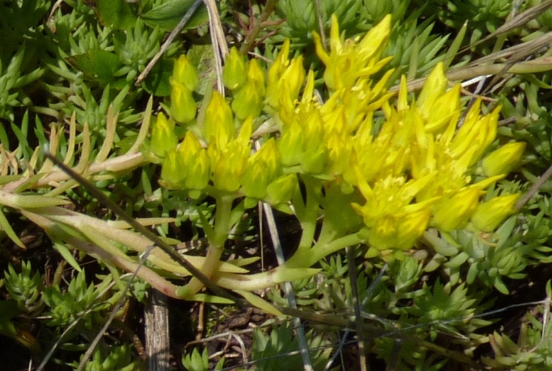 Sedum cfr rupestre